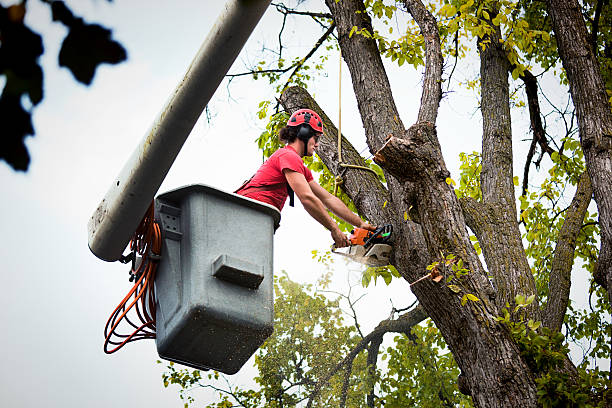 Best Tree Cabling and Bracing  in Bell Nyon, CA