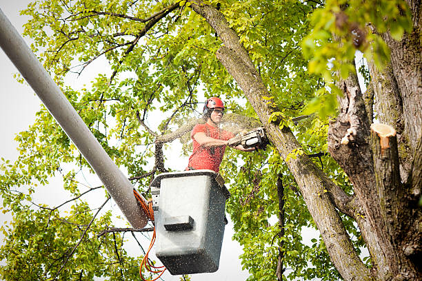 Best Seasonal Cleanup (Spring/Fall)  in Bell Nyon, CA